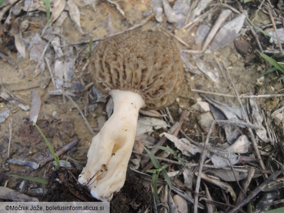 Morchella eximia