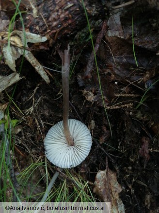 Mycena inclinata