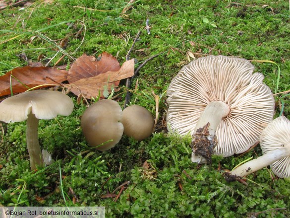 Entoloma rhodopolium