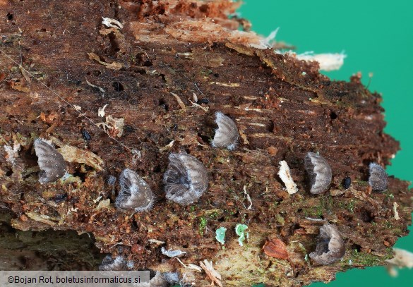 Resupinatus striatulus