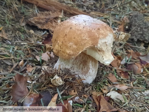 Boletus edulis