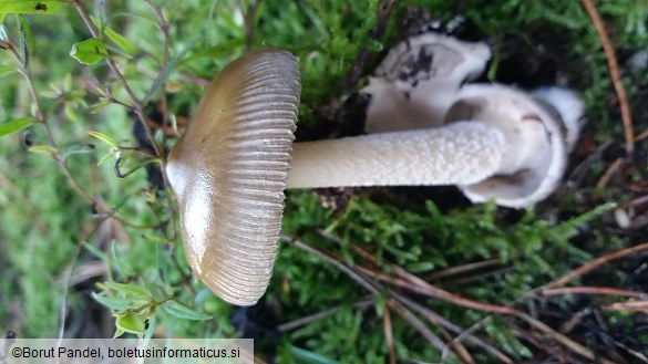 Amanita battarrae