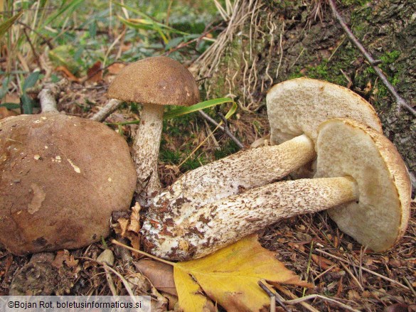 Leccinum schistophilum