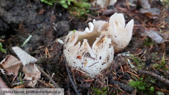 Sarcosphaera coronaria