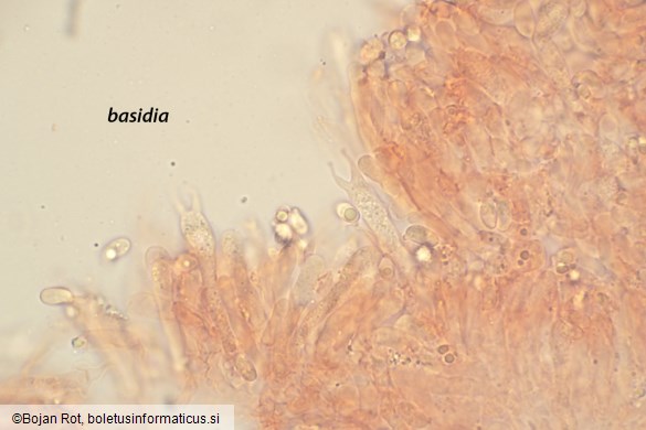 Infundibulicybe trulliformis