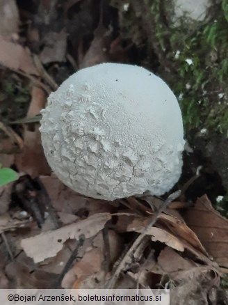 Lycoperdon mammiforme