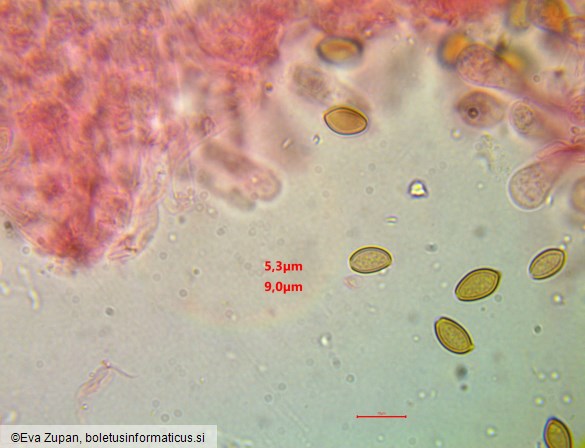 Agrocybe praecox