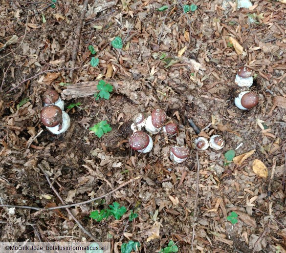 Cortinarius praestans