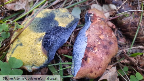 Cyanoboletus pulverulentus