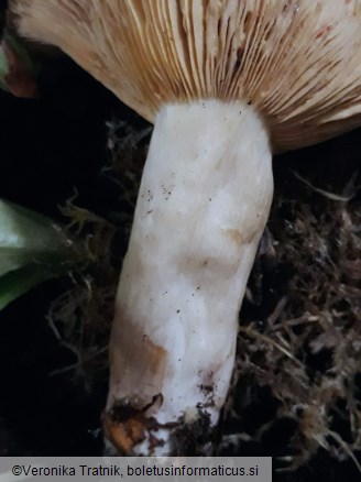 Lactarius pterosporus