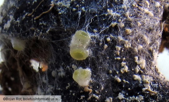 Ascobolus michaudii