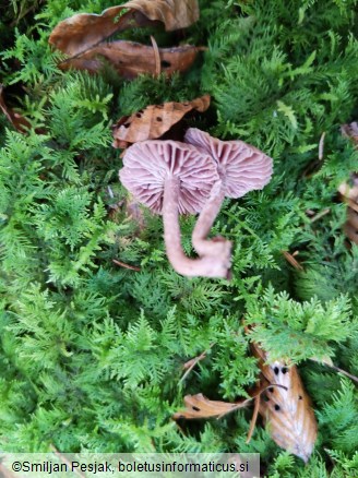 Laccaria amethystina
