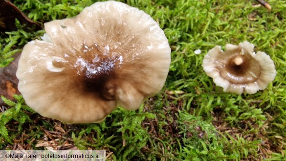 Hygrophorus olivaceoalbus