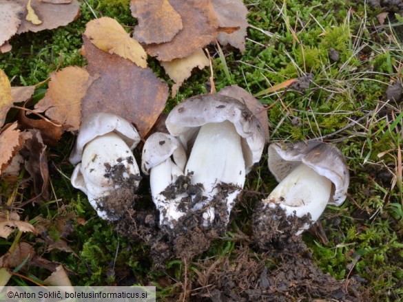 Tricholoma portentosum