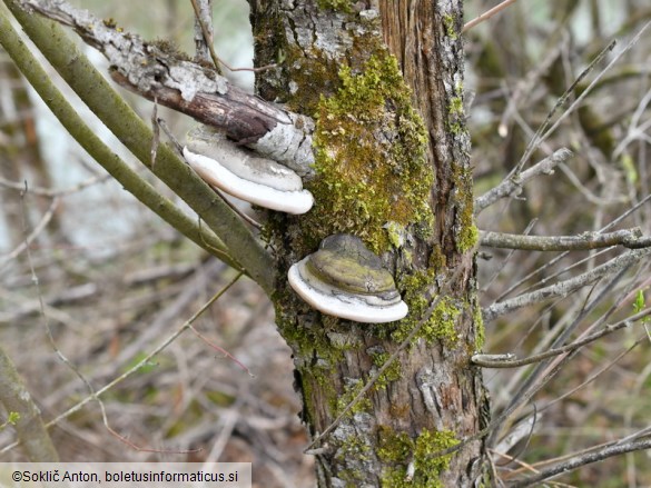 Phellinus igniarius