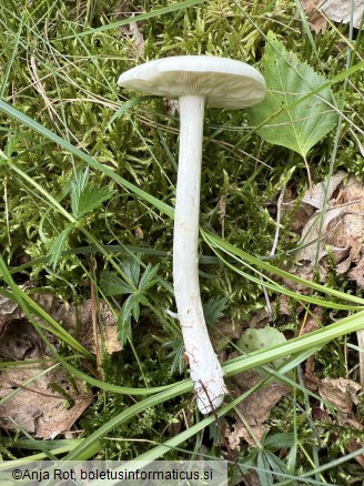 Melanoleuca strictipes