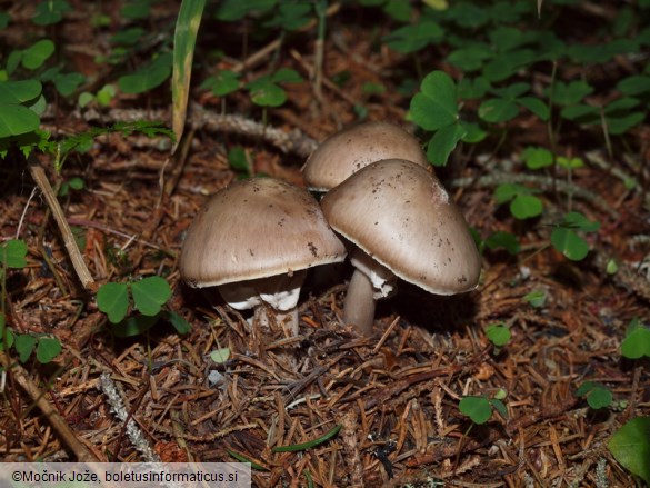 Amanita porphyria