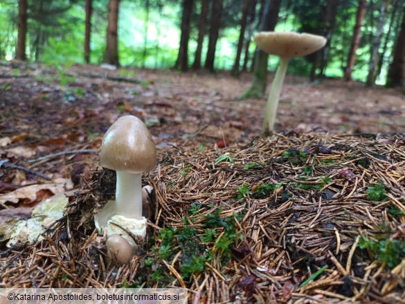 Amanita pachyvolvata