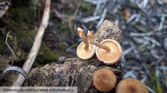 Tubaria furfuracea