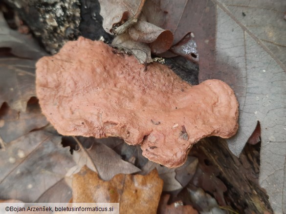 Hapalopilus nidulans