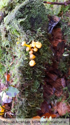 Cantharellus tubaeformis var. lutescens