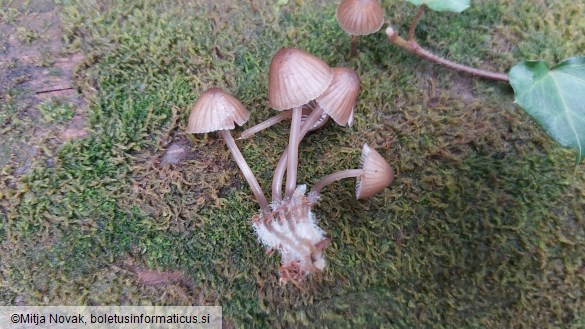 Mycena stipata