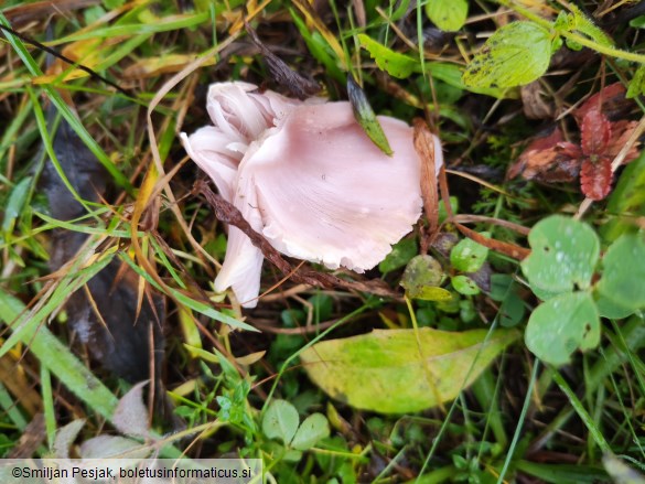 Hygrocybe calyptriformis