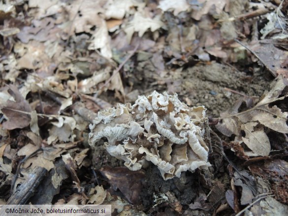 Pseudocraterellus undulatus