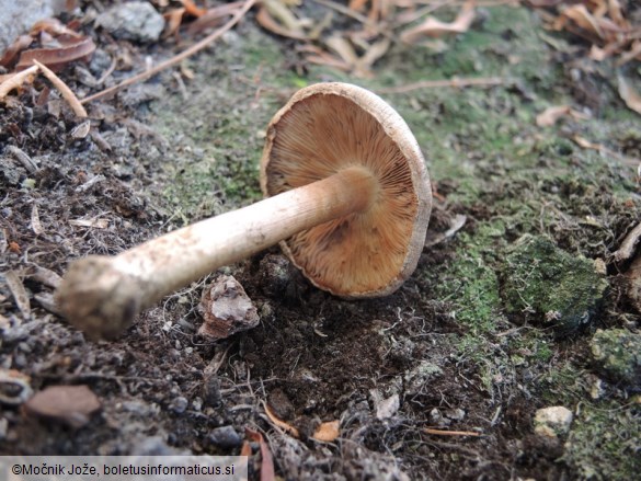 Inocybe corydalina