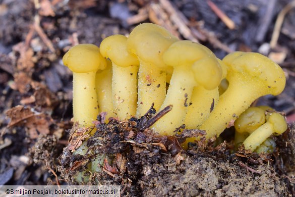 Leotia lubrica