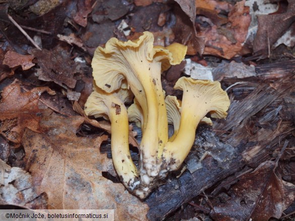 Cantharellus melanoxeros