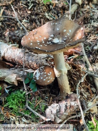 Amanita pantherina