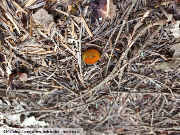 Caloscypha fulgens