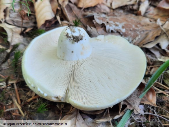 Lactifluus glaucescens