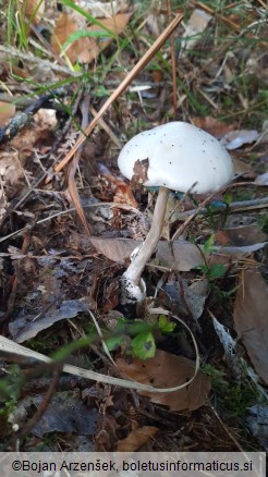 Amanita virosa