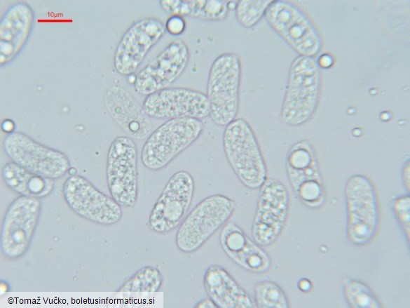 Heteroradulum kmetii