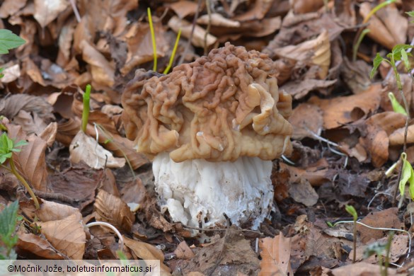 Gyromitra ticiniana