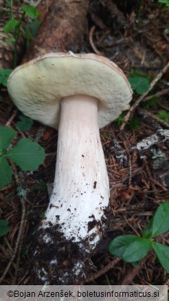 Boletus edulis