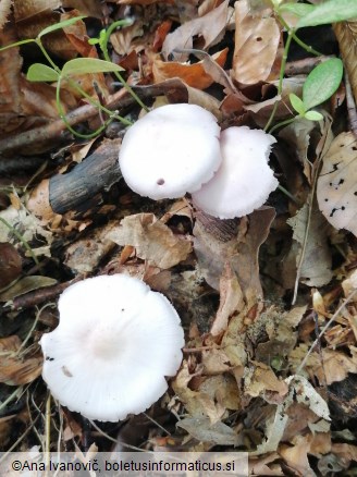 Mycena rosea