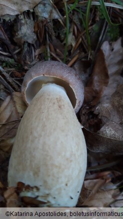 Boletus pinophilus