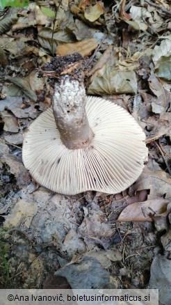 Russula nigricans