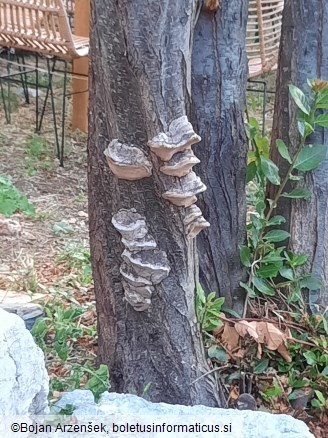 Phellinus pomaceus