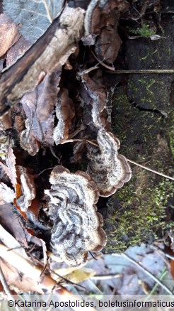 Auricularia mesenterica