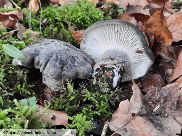 Hygrophorus marzuolus