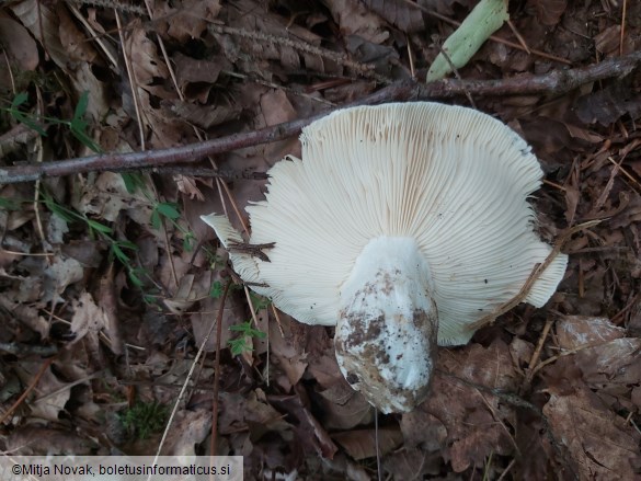 Russula delica