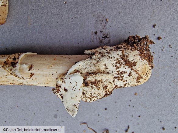 Amanita coryli