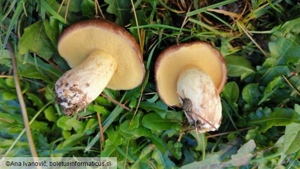 Suillus granulatus