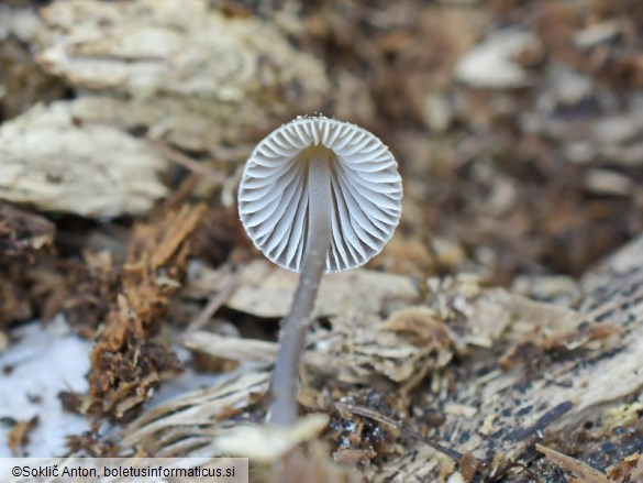Mycena silvae-nigrae