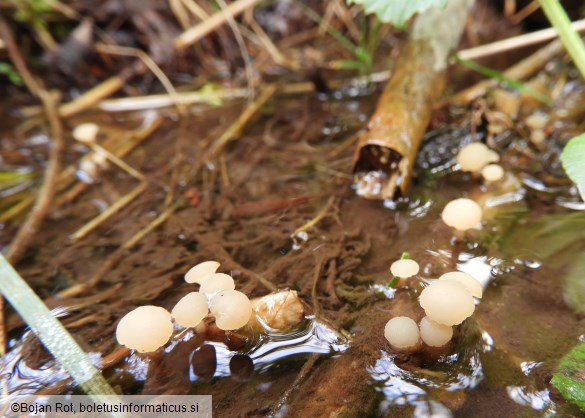 Cudoniella clavus