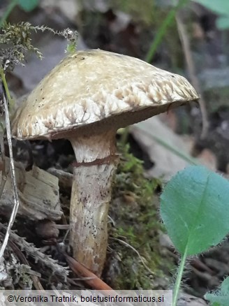 Suillus viscidus